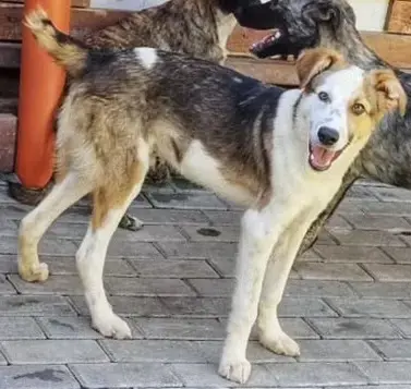 Rio, perfekter Familienhund