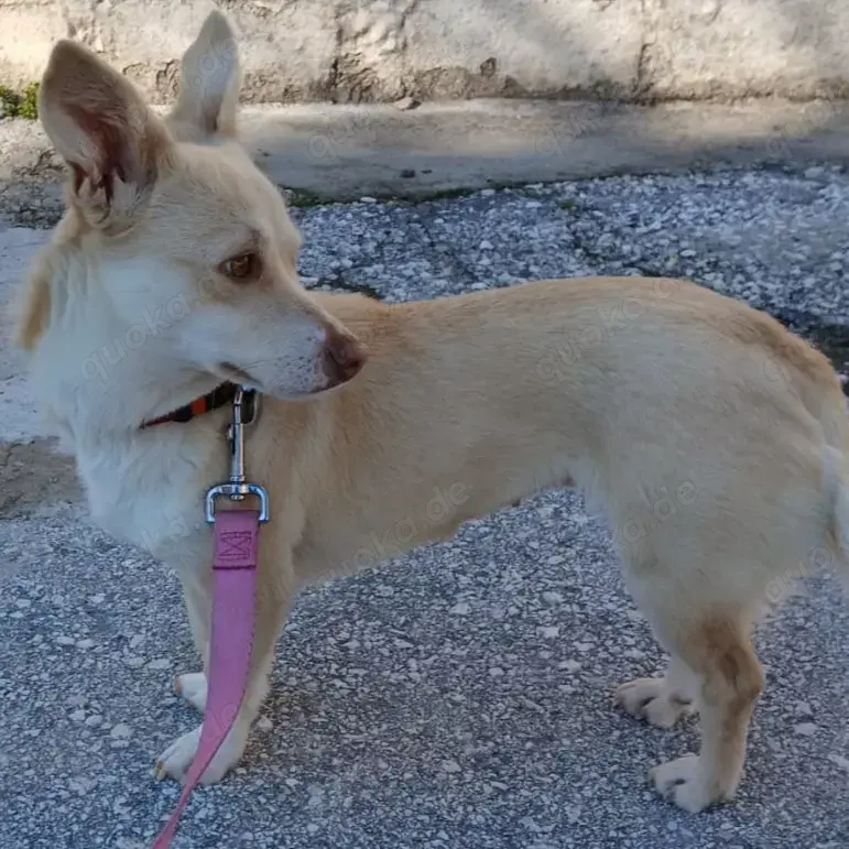 Emelia (Hündin) - sucht ein Zuhause   eine Pflegestelle