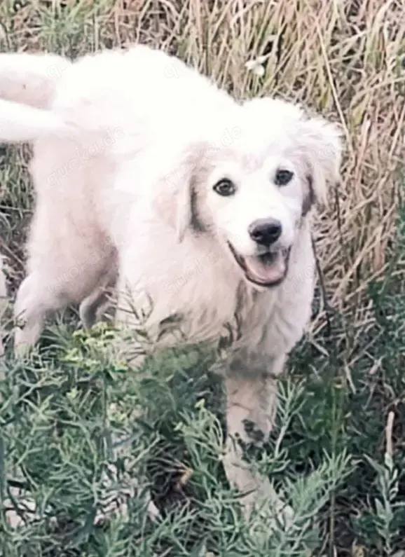 Möchtest du Addy ein Zuhause schenken?