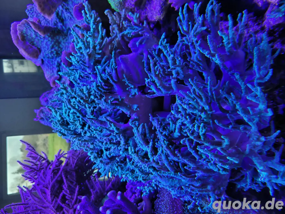 Sinularia grün Fingerlederkorallen Meerwasser Aquarium Korallen Lederkoralle