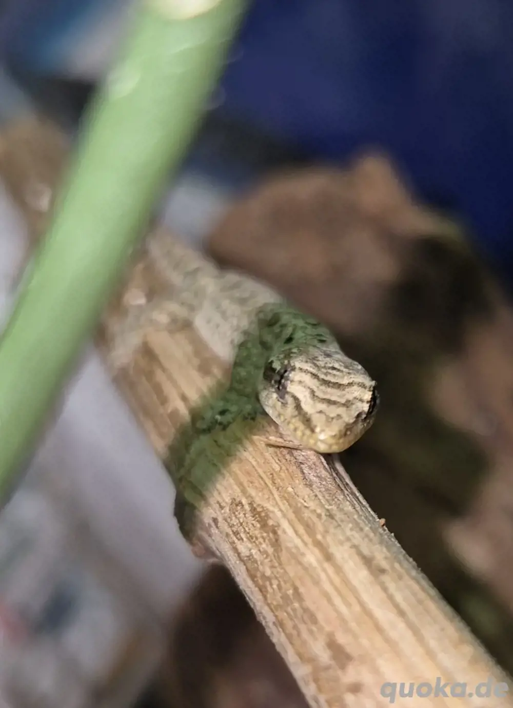 Jungferngecko
