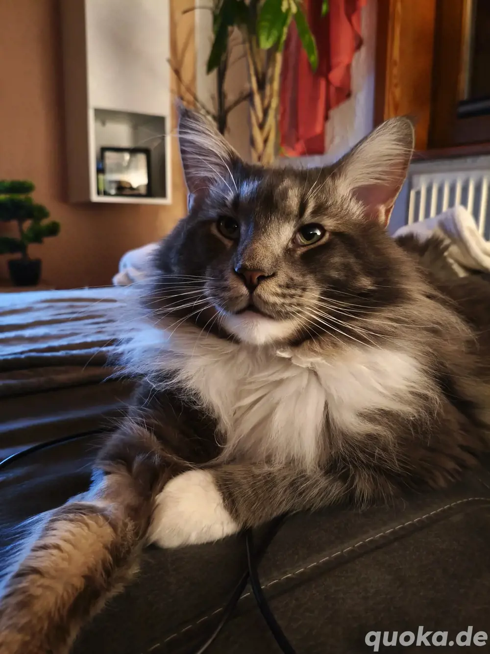 Reinrassiger Maine Coon Deckkater 