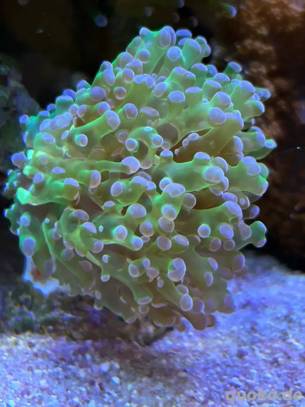 Euphyllia paradivisa 'Bicolor'  Meerwasser 