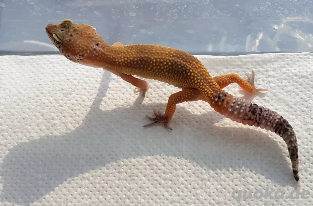 leopardgecko weibchen