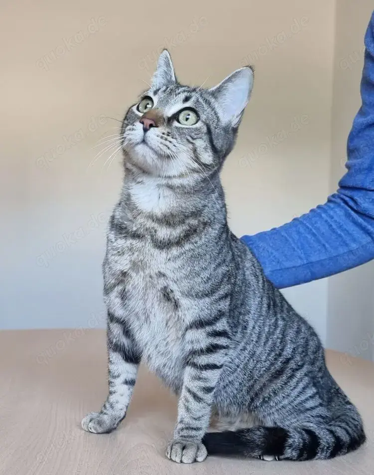 RUNNER - gesellig, aufgeschlossen und anhänglich