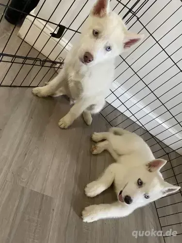 Wunderschöne männliche und weibliche Husky-Welpen verfügbar. 017668441254