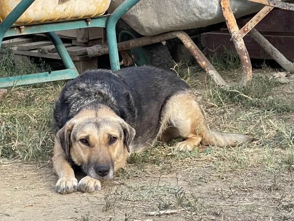 Merle - bezaubernd und liebevoll