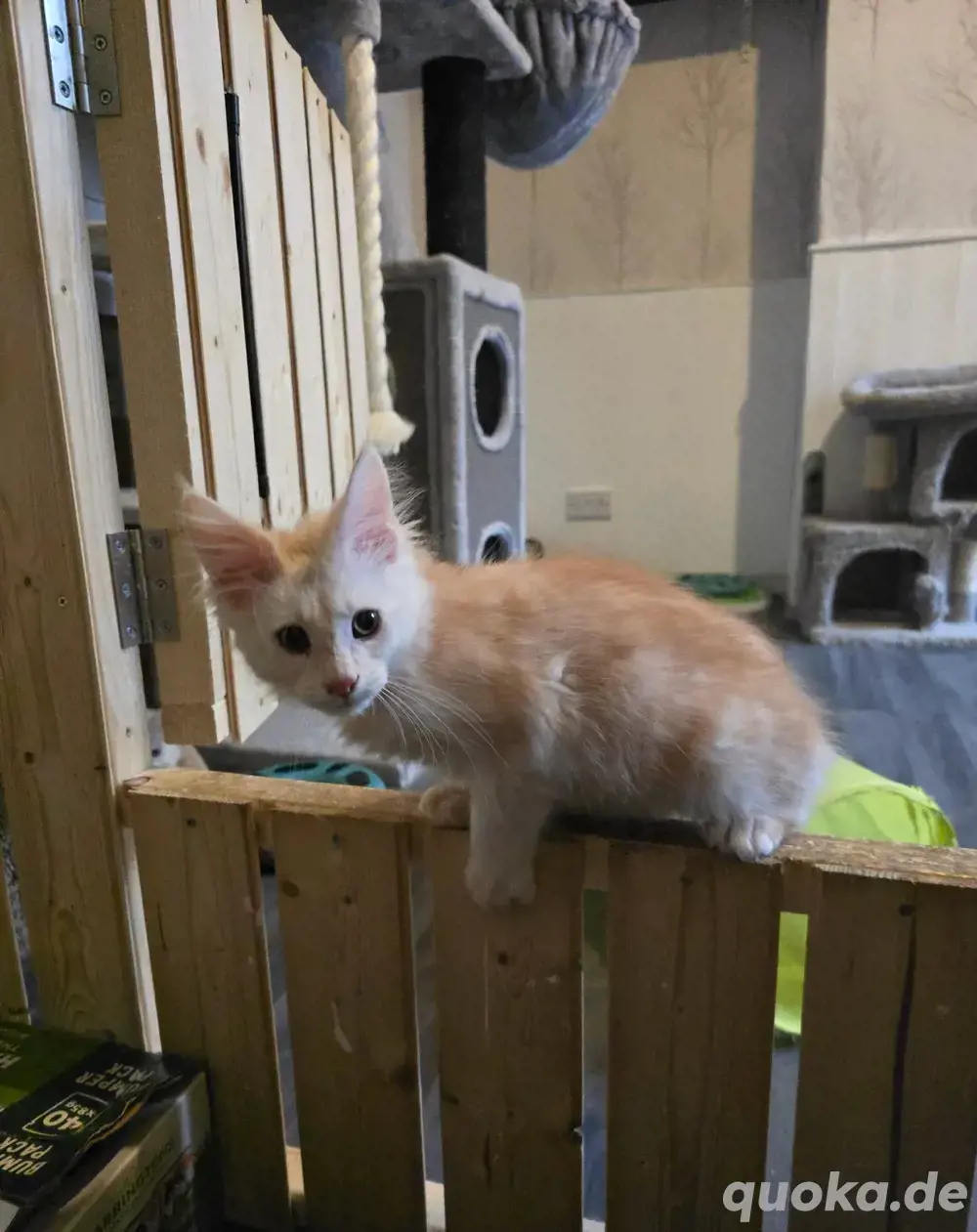 Maine-Coon-Katzen