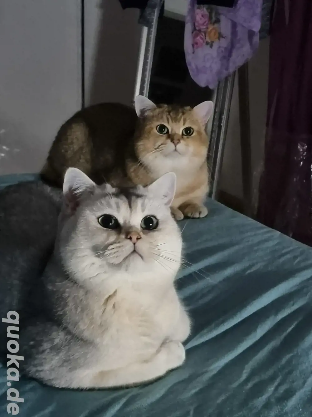  BKH Deckkater Pascha und Timoscha 