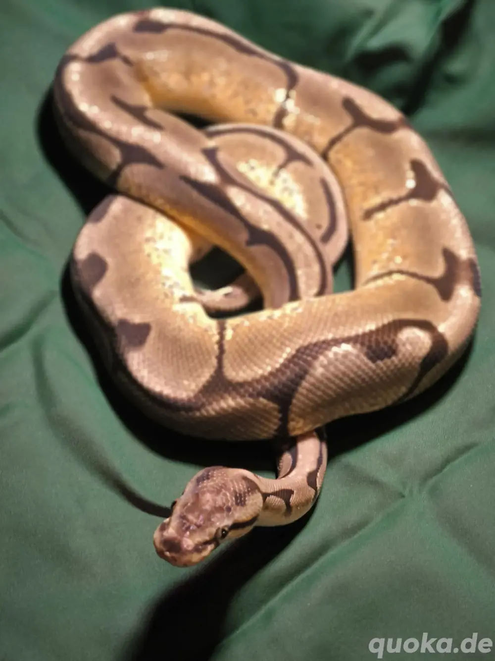 Königspython - Python regius - Pet only!