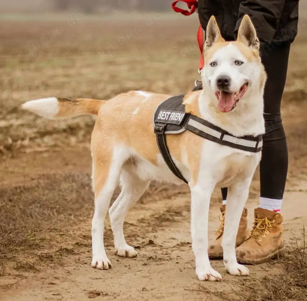 Gabriel, ein wunderschöner Husky-Mix