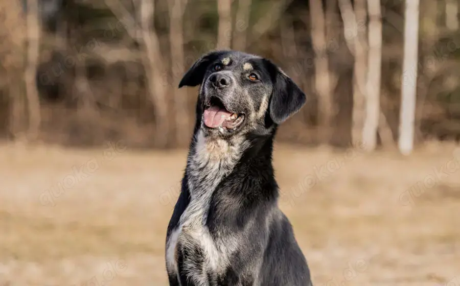 Zera sucht ihre Lieblingsmenschen