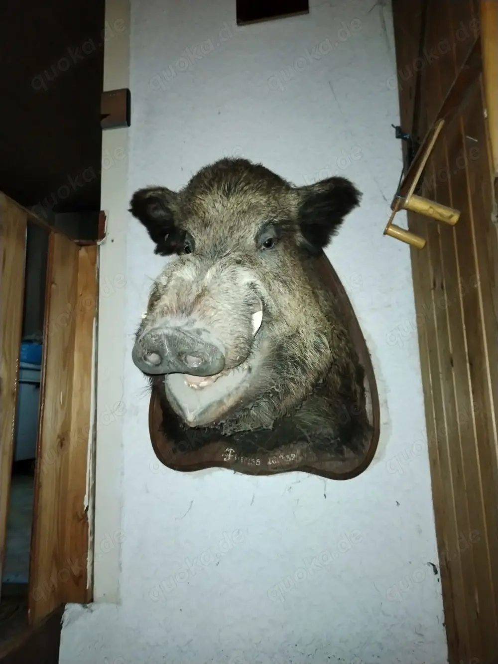 Keilerkopf Eber Trophäe Wildschwein Präparat Saukopf Tierpräparat