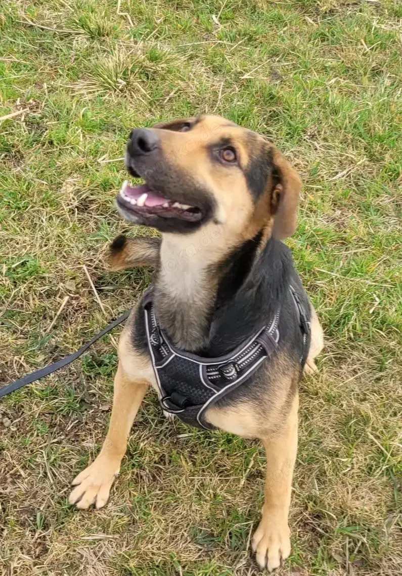 NAMI- 6,5 Jahre alt, Hündin, Mischling, Hund, Mix mittelgroß