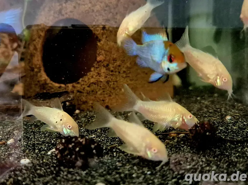 Albino Panzerwels Osteogaster aeneus 