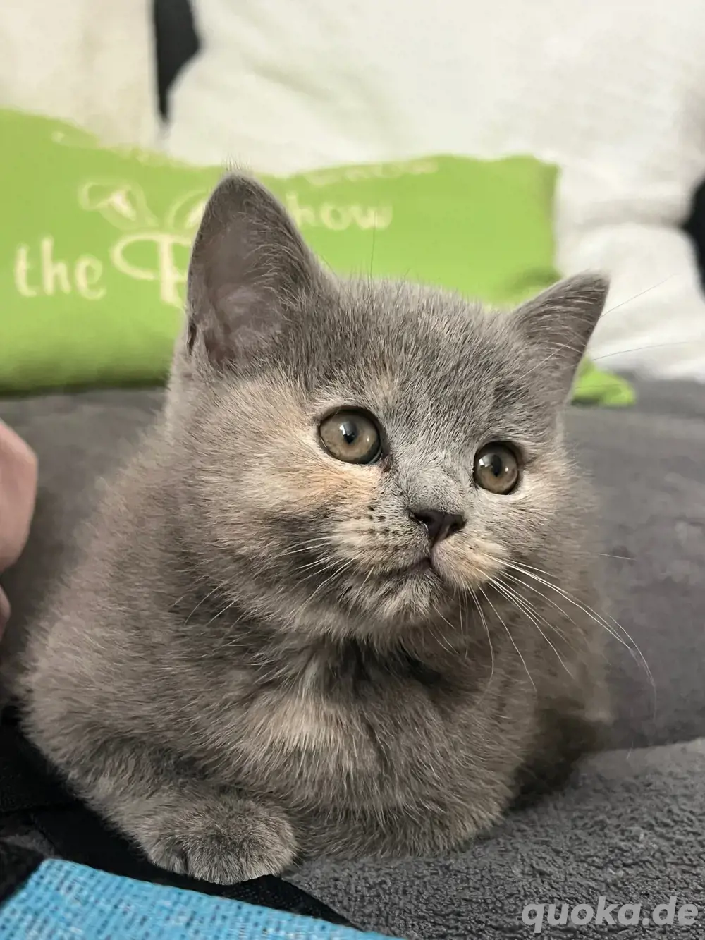 BKH katze BKH katze