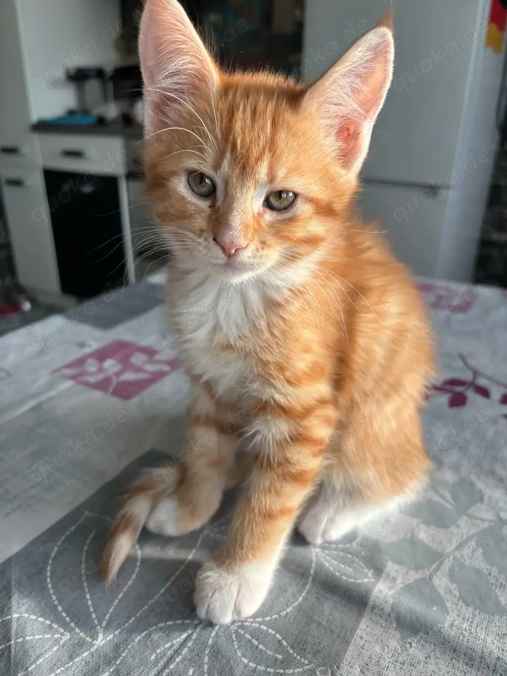 Kitten Main Coon Norweger mix