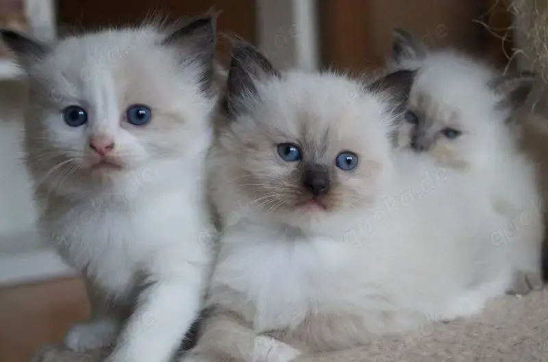 6 bildhübsche Ragdoll Kitten
