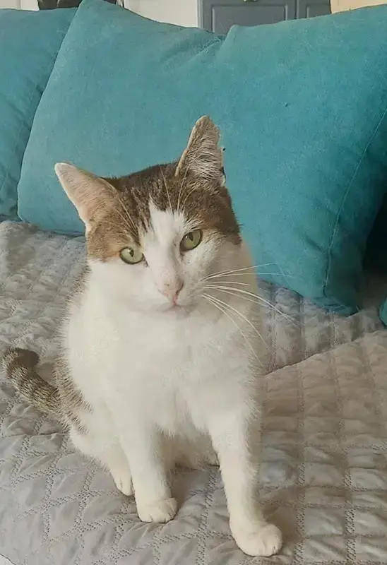 liebevoller, verschmuster Kater Sonic sucht ein schönes Zuhause