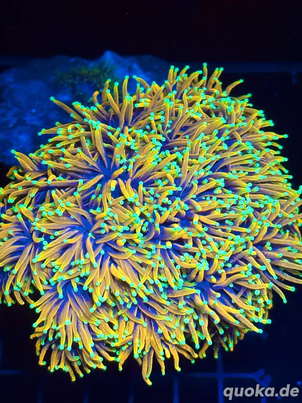 Meerwasser Euphyllia Golden Torch 