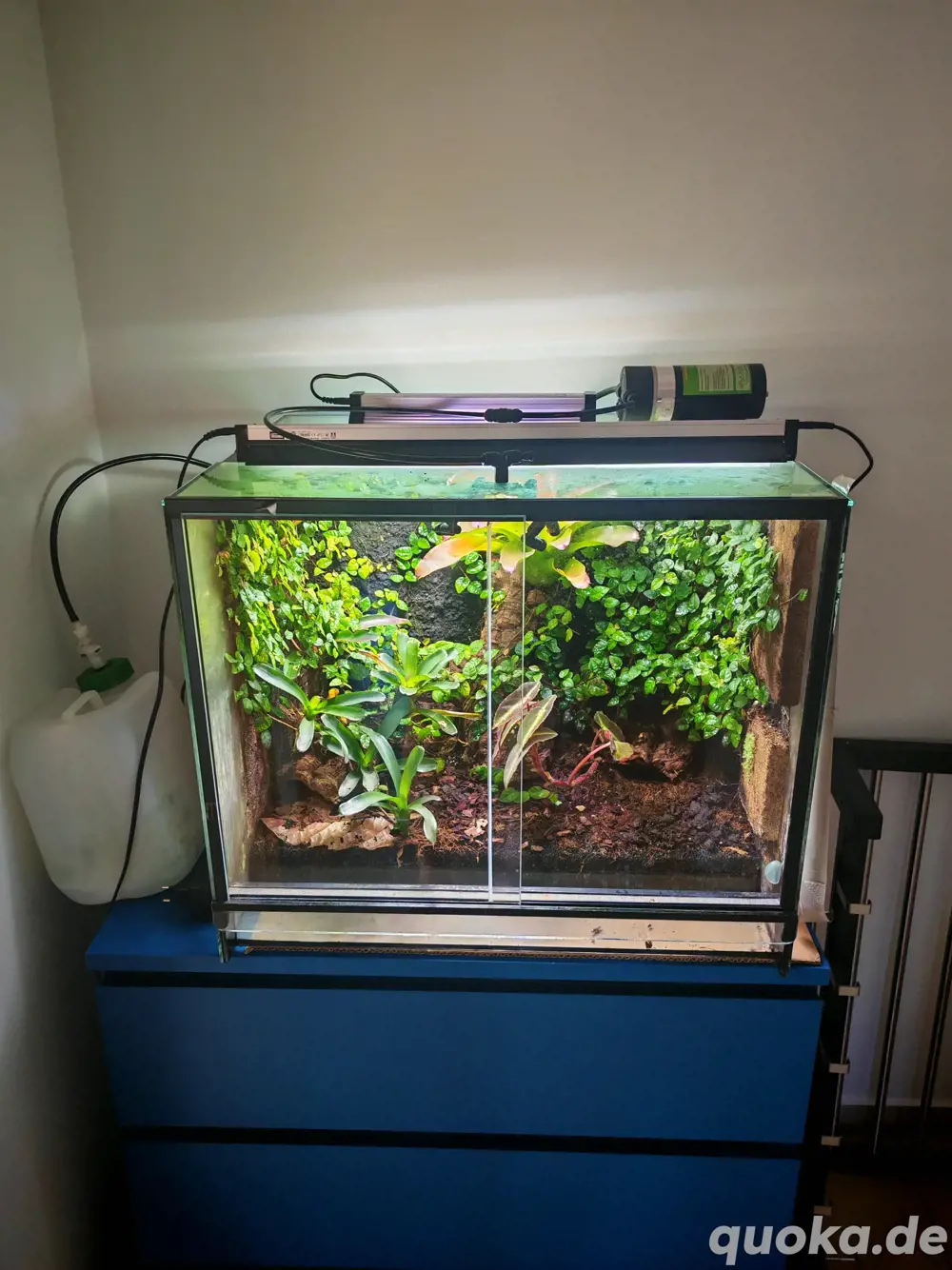 Dendrobaten Terrarium 60*50*50cm mit Beregnungsanlage & Beleuchtung