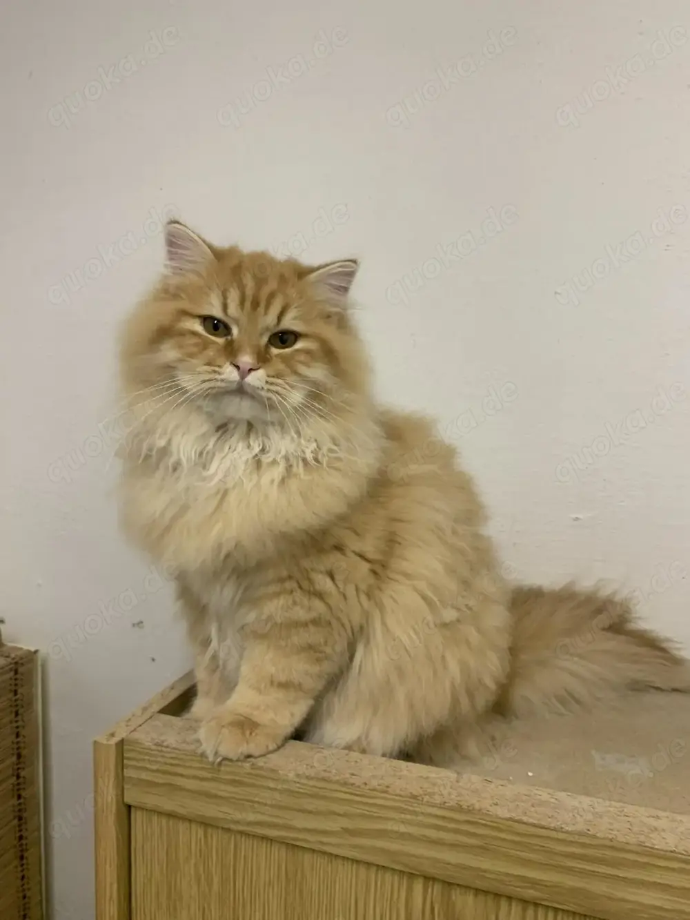 Heilige Birma BLK Katze