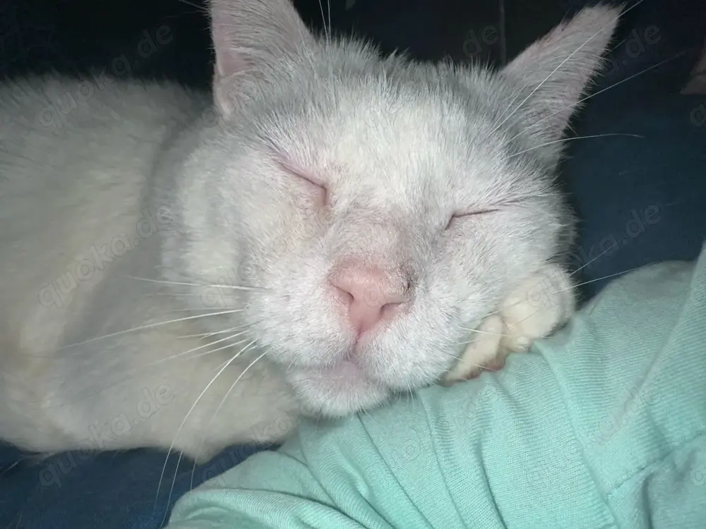  Gusti Einzelprinz sucht liebevolles Zuhause mit Freigang 