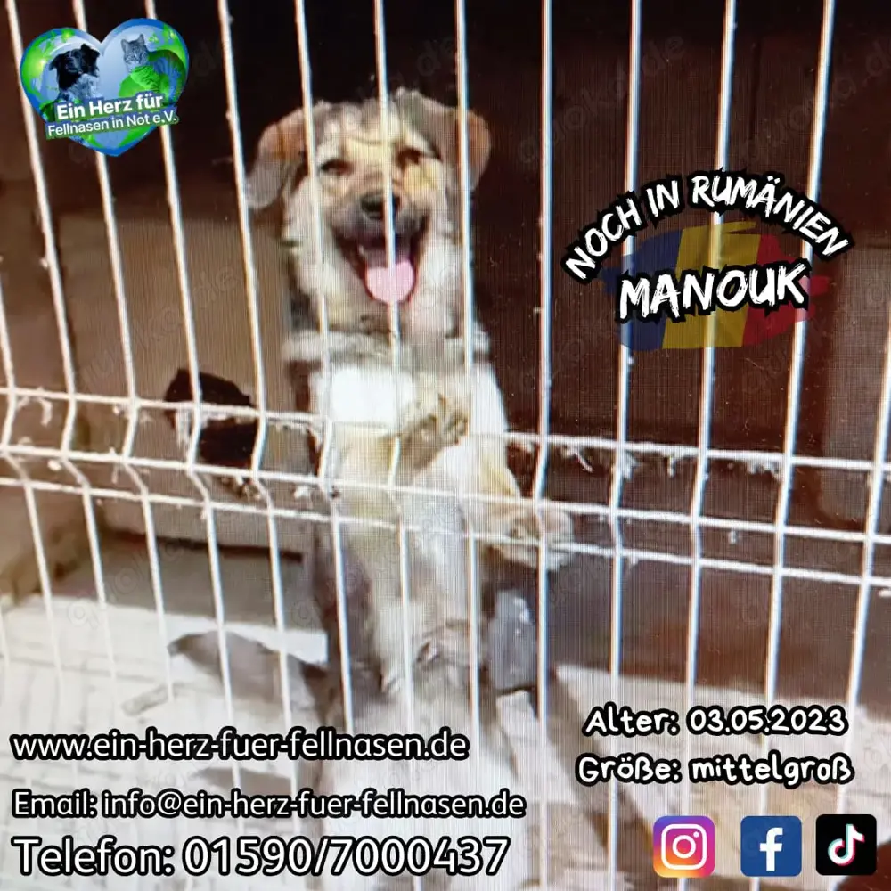 Vom Welpen zur Junghündin im Tierheim - Manouk sucht Zuhause