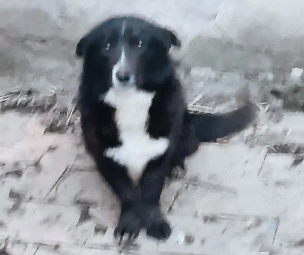 Domino braucht ein richtiges Zuhause für immer