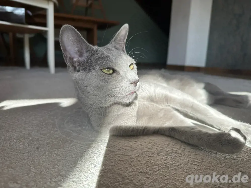 Erfahrener Russisch Blau Deckkater   helle Linie, amerikanische Art   mit exzellentem Stammbaum