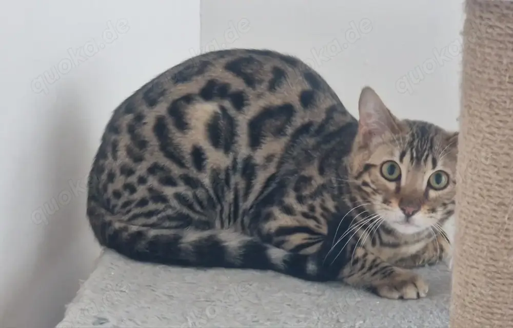 Drei reinrassige weibliche Bengal Katzen und eine männlichen Bengal Kater zu verkaufen Drei reinrassige weibliche Bengal Katzen und eine männlichen Bengal Kater zu verkaufen