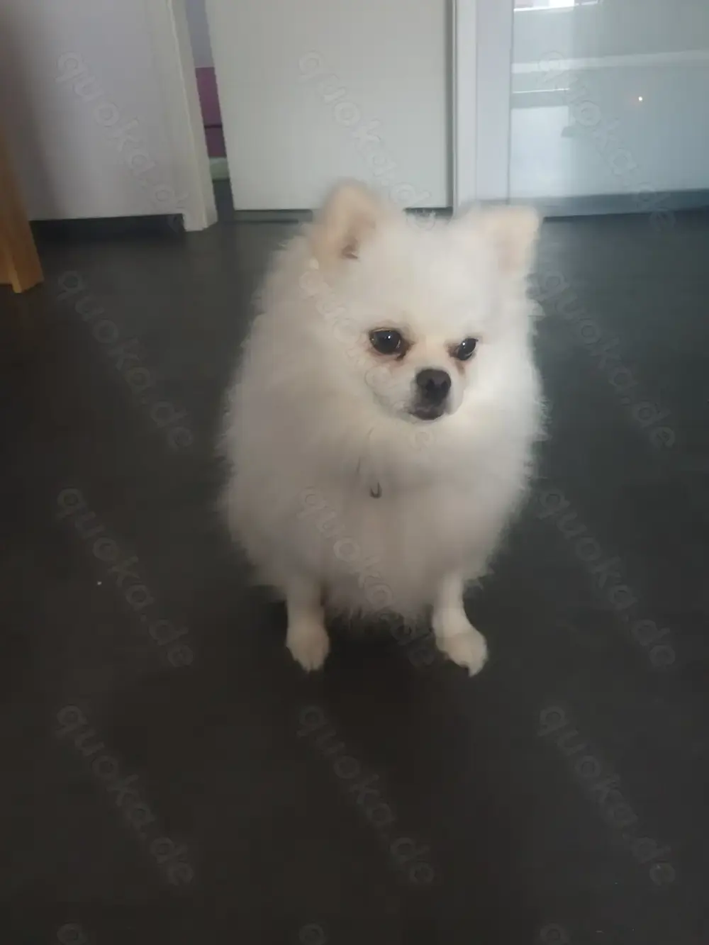 Pomeranian Zwergspitz Weibchen 4 Jahre alt Weiß Pomeranian Zwergspitz Weibchen 4 Jahre alt Weiß