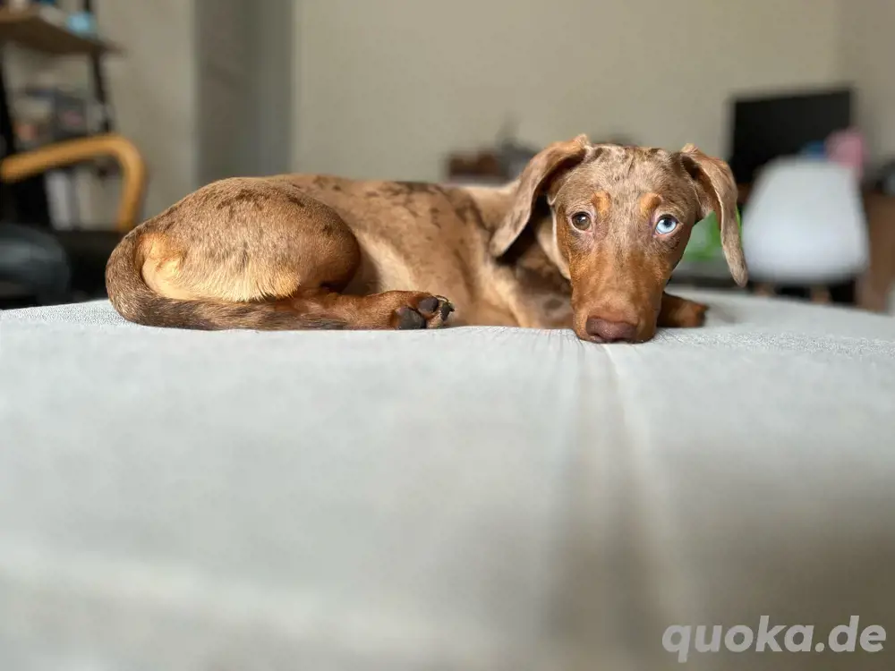 Zwergdackel Deckrüde schokotiger 