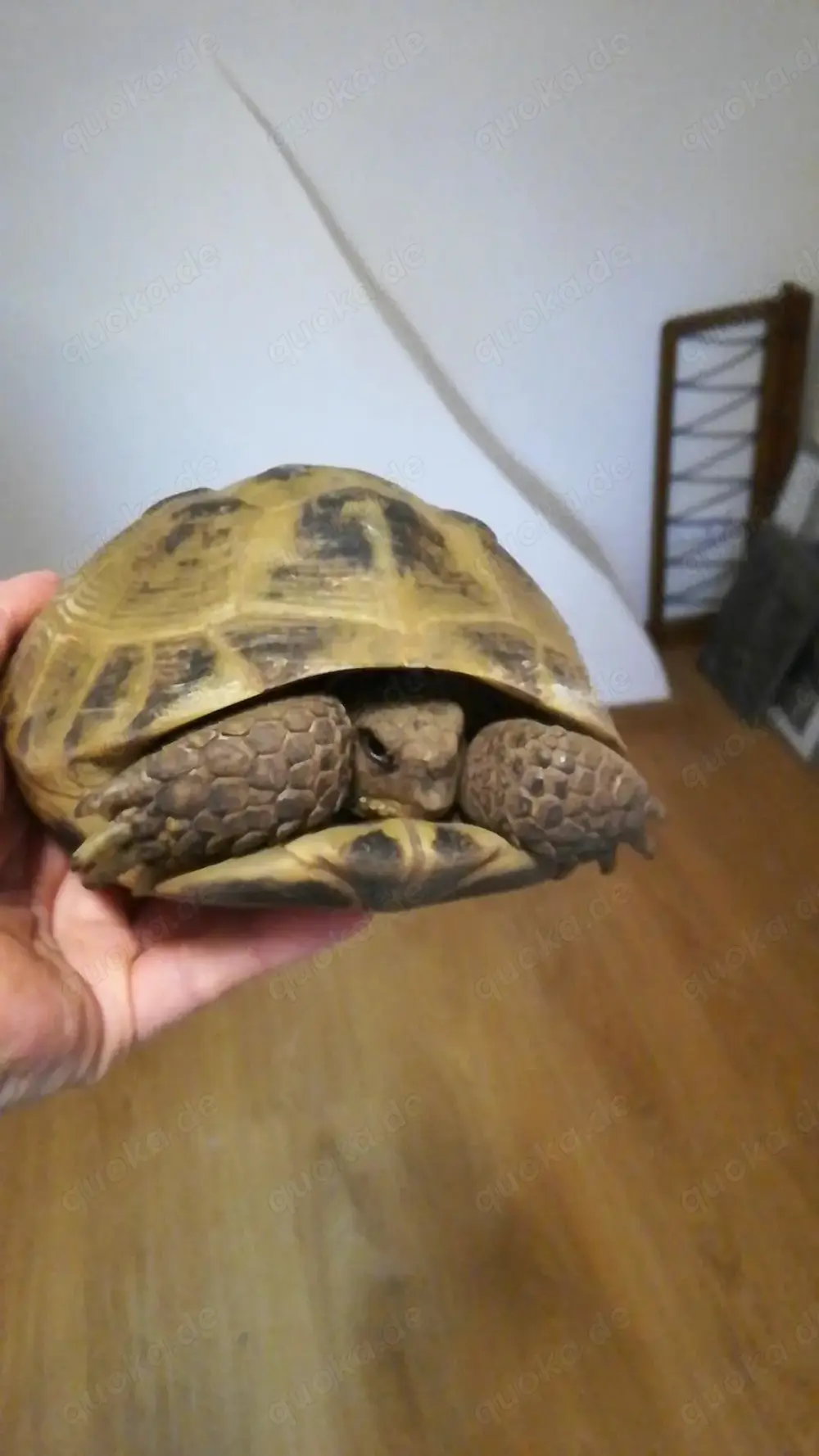 Biete adulte weibliche Steppenschildkröte zur Einzelhaltung Biete adulte weibliche Steppenschildkröte zur Einzelhaltung
