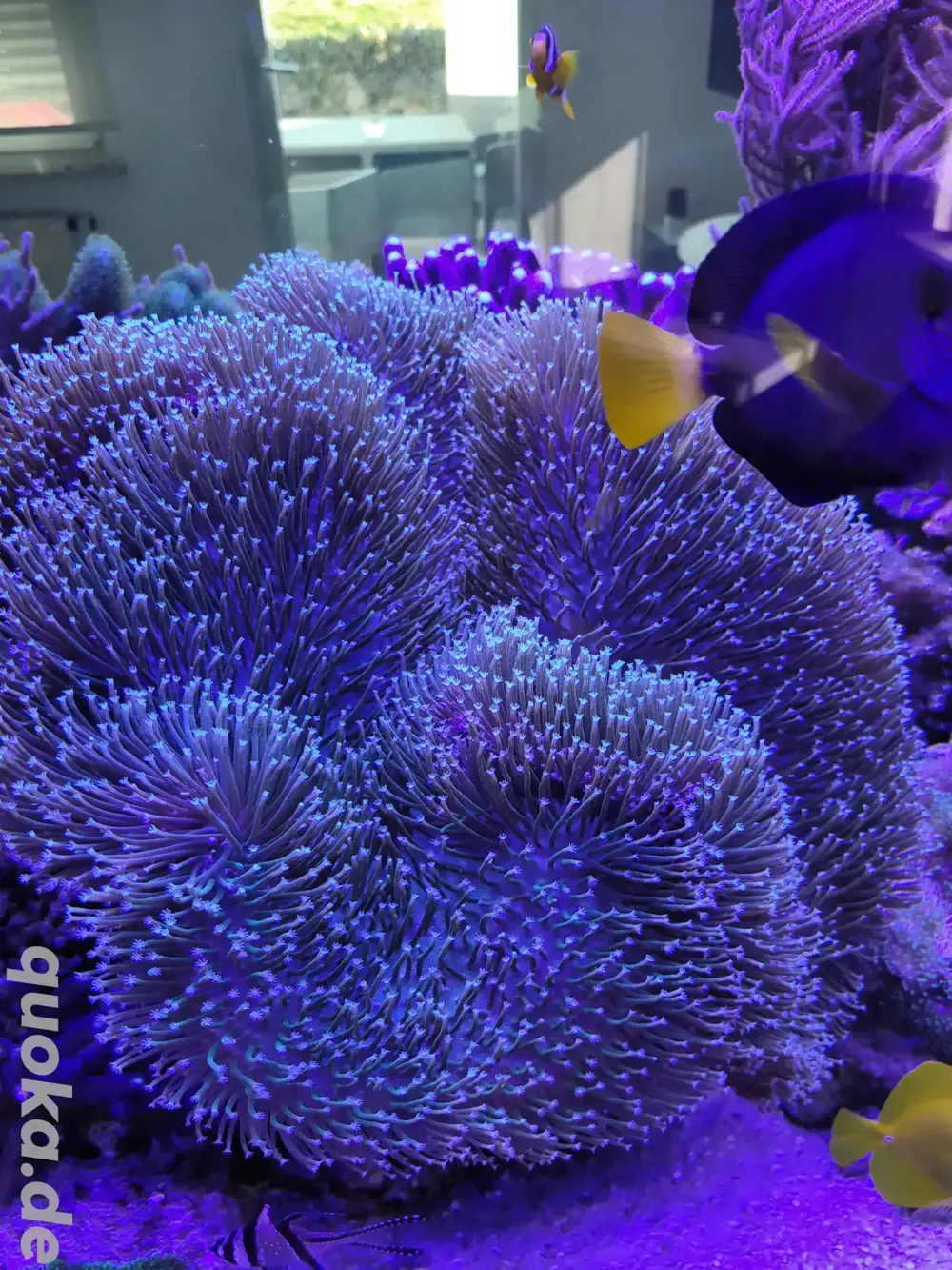 Sarcophyton glaucum Pilzlederkoralle Weichkoralle Aquarien Meerwasser weiße Polypen