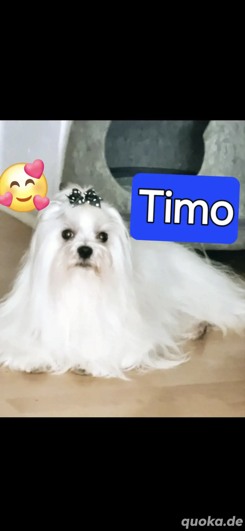 Deckrüde Tüpvoller Malteser