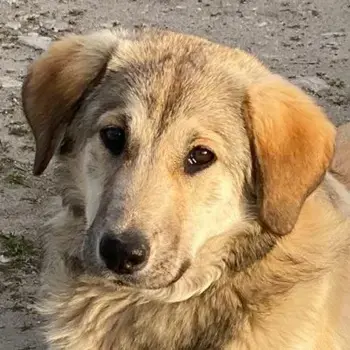 Hanno, geb. ca. 09 2024,lebt in GRIECHENLAND, im städt. Tierheim Serres