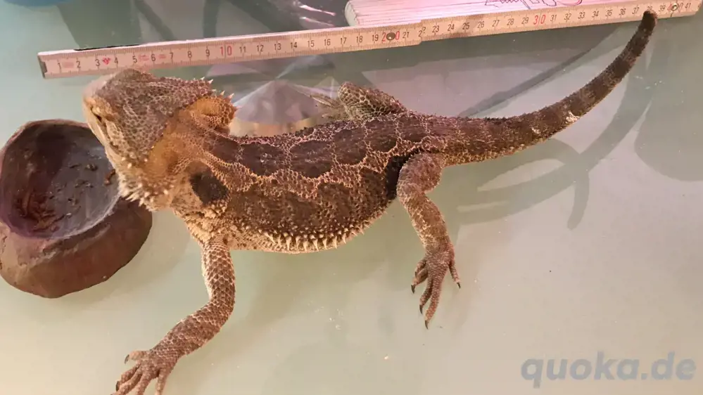 Bartagamenjungtiere von Mai 2024