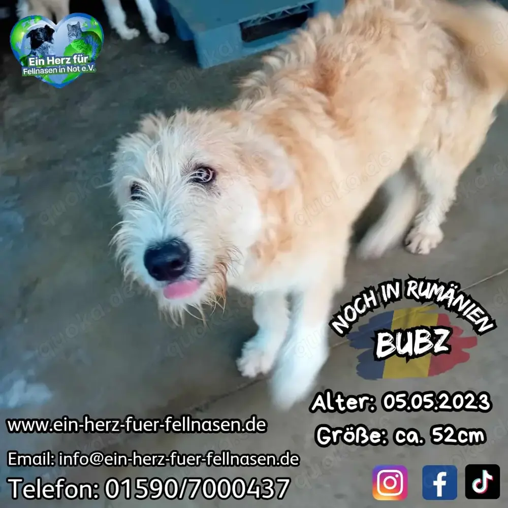 Bubz sucht Zuhause