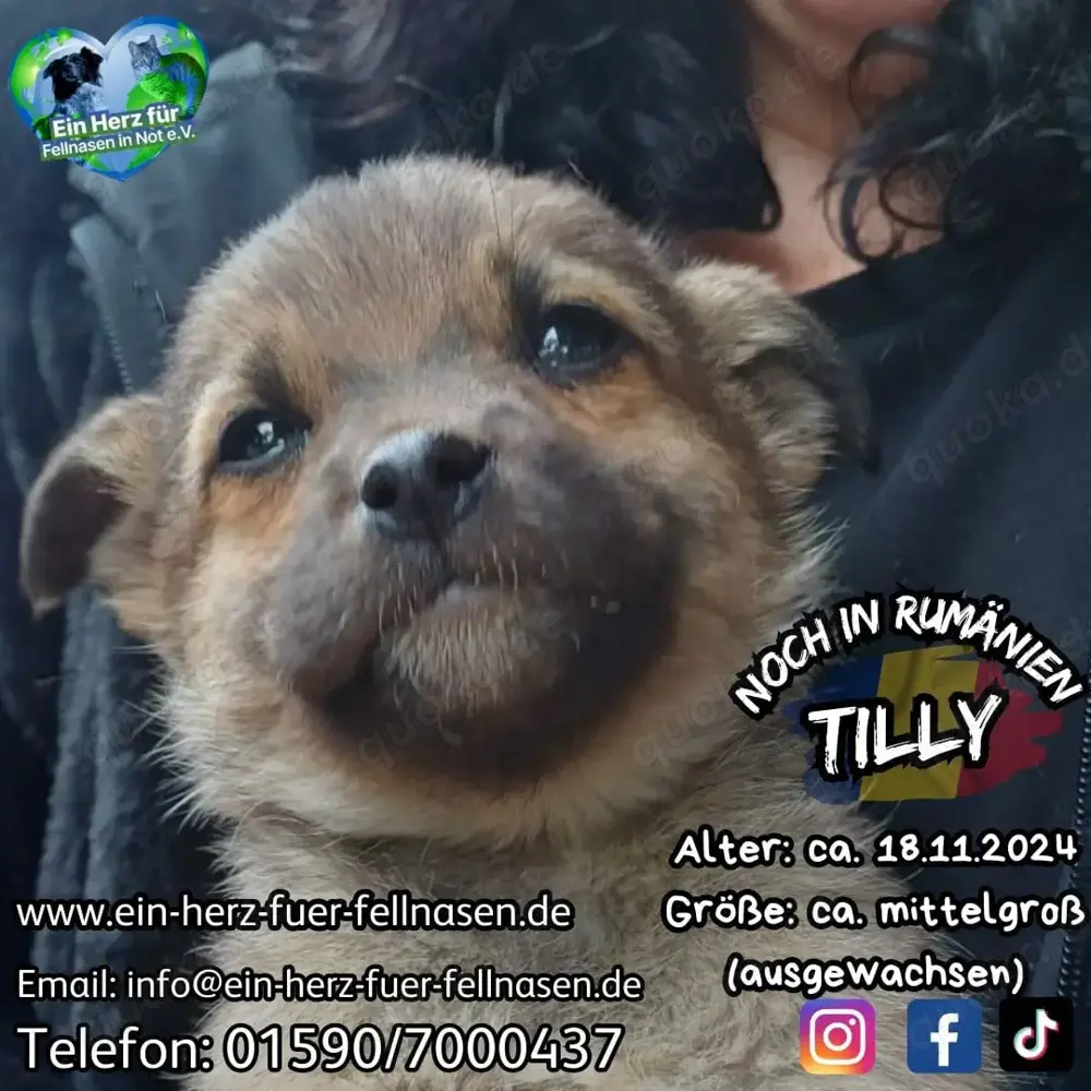 Welpenmädel Tilly soll nicht im Tierheim aufwachsen