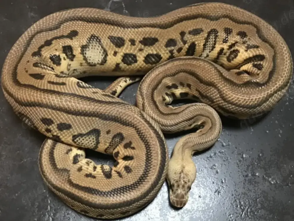 Königspython Pastel Leopard Clown   Männlich , NZ 2021