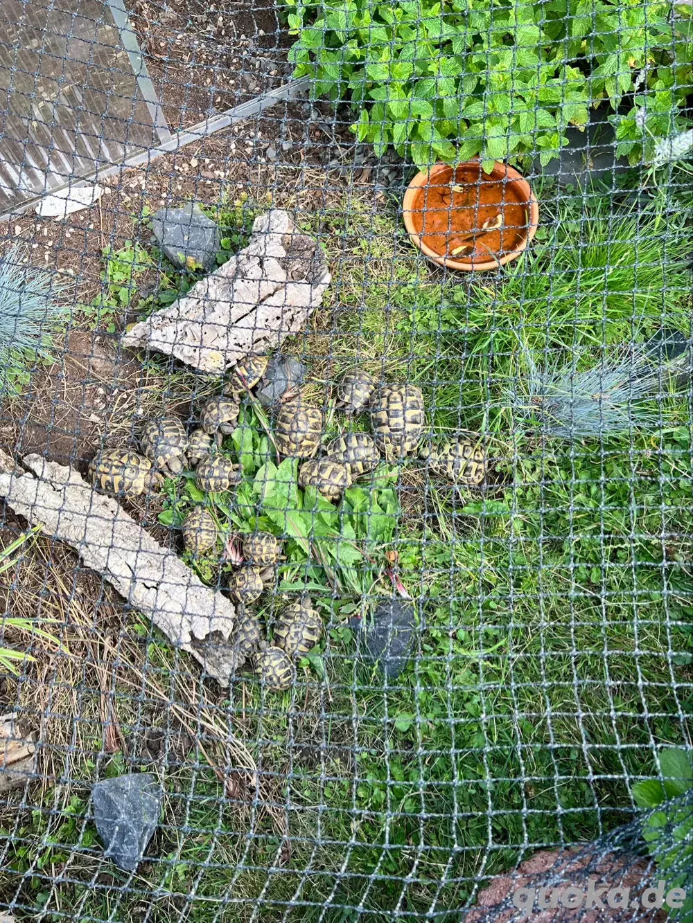 Griechische Landschildkröte THB