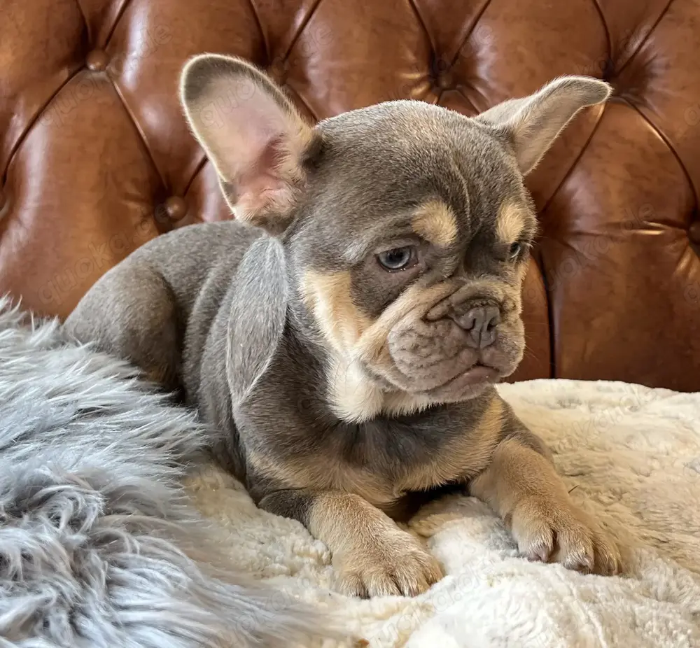 Französische Bulldoggen Welpen zuverk. Französische Bulldoggen Welpen zuverk.