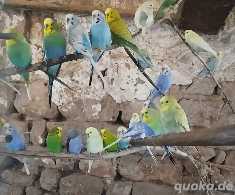 Wellensittiche, Hansi Bubis