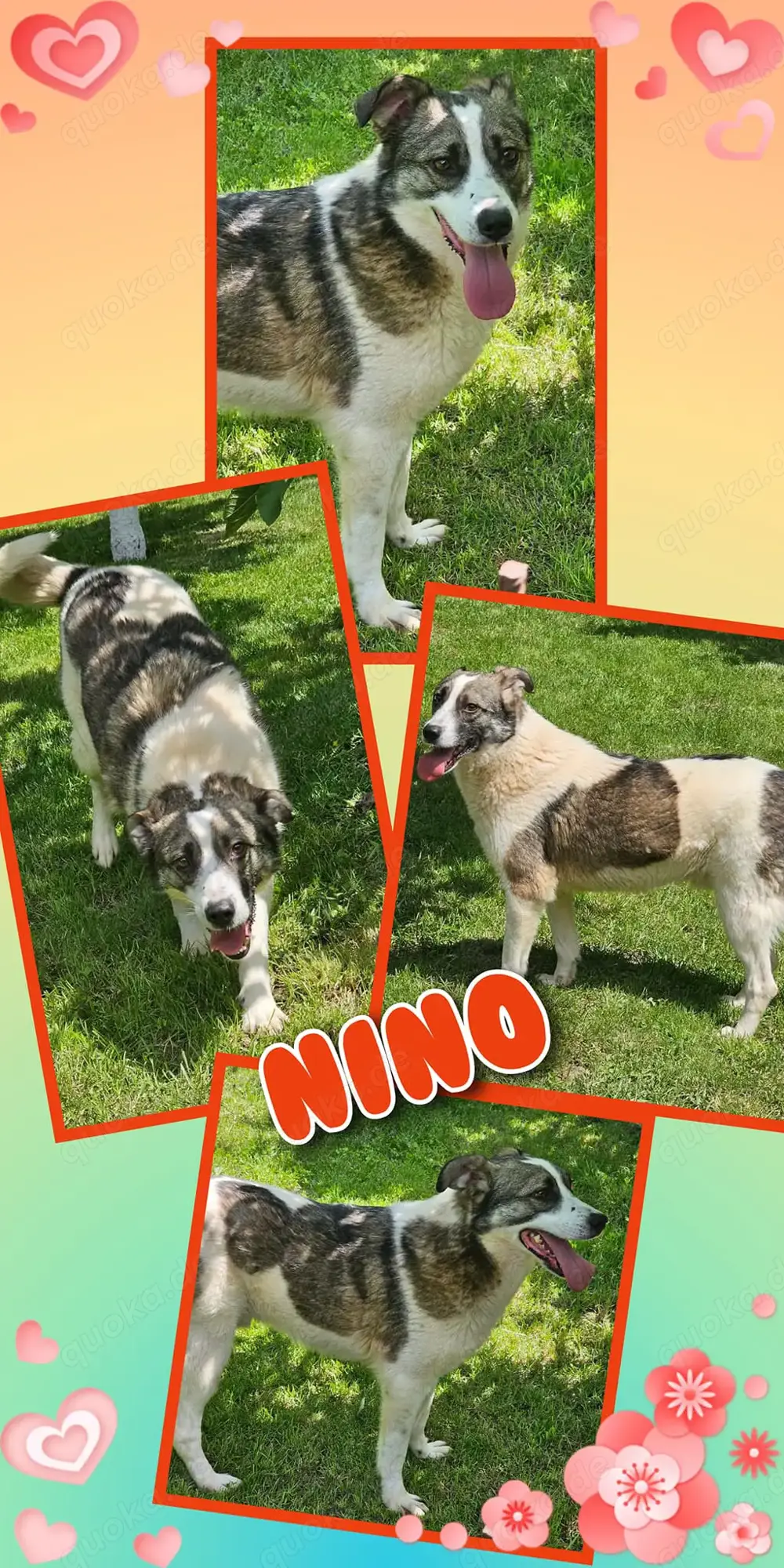 Traumrüde "Nino" (offen, sozial, menschenbezogen, freundlich uvm.) sucht ein schönes Zuhause 
