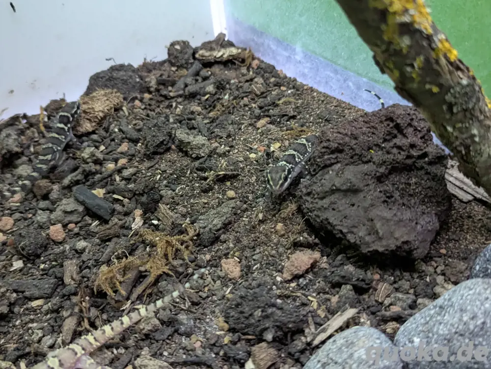 Hemidactylus sahgali Hemidactylus sahgali