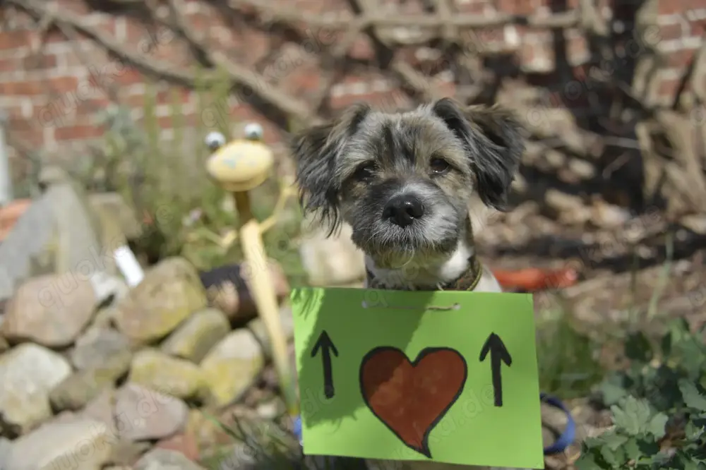 Stöpsel sucht eine liebe Familie mit Hundeerfahrung
