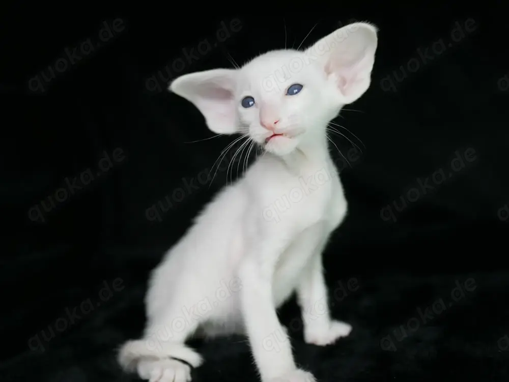 Oriental Kurzhaar OSH Katzenbaby von Champion Eltern mit Fife Stammbaum