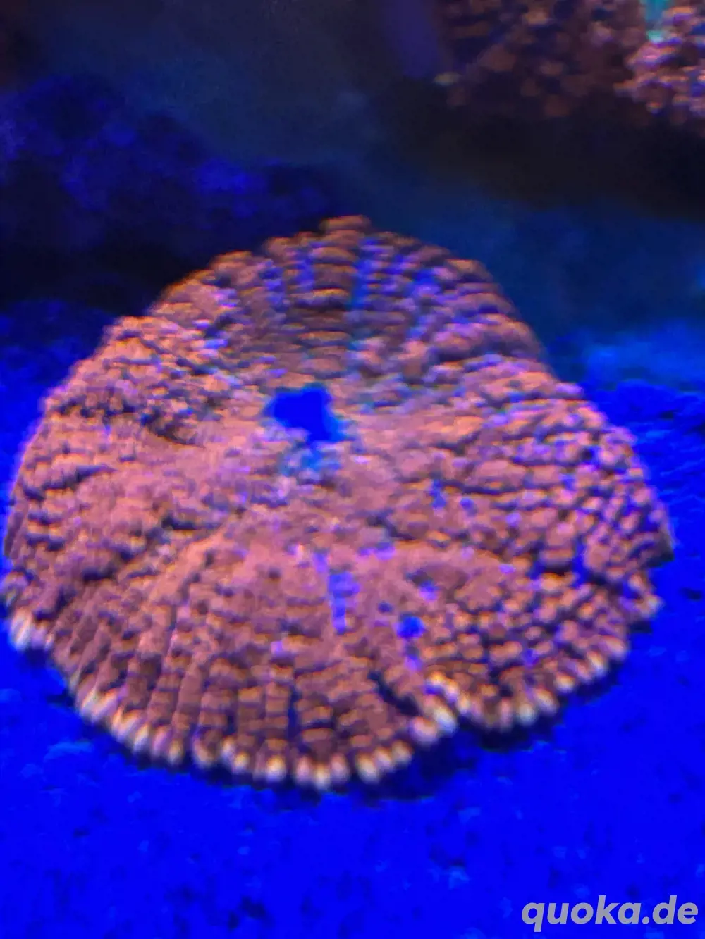 Rhodactis Superman Scheibenanemone Meerwasser