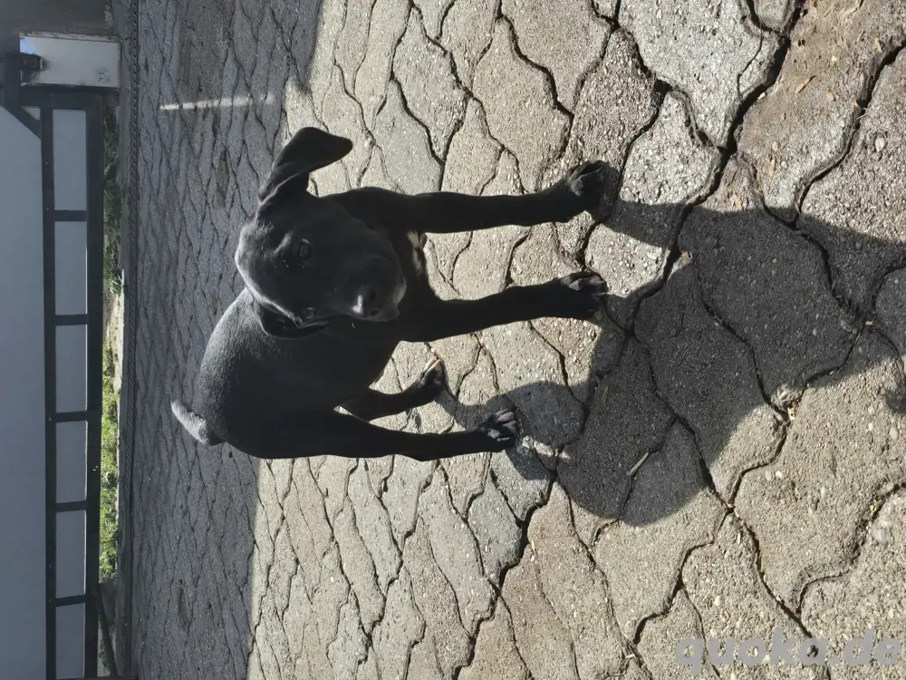 Labrador Mix Welben Labrador Mix Welben